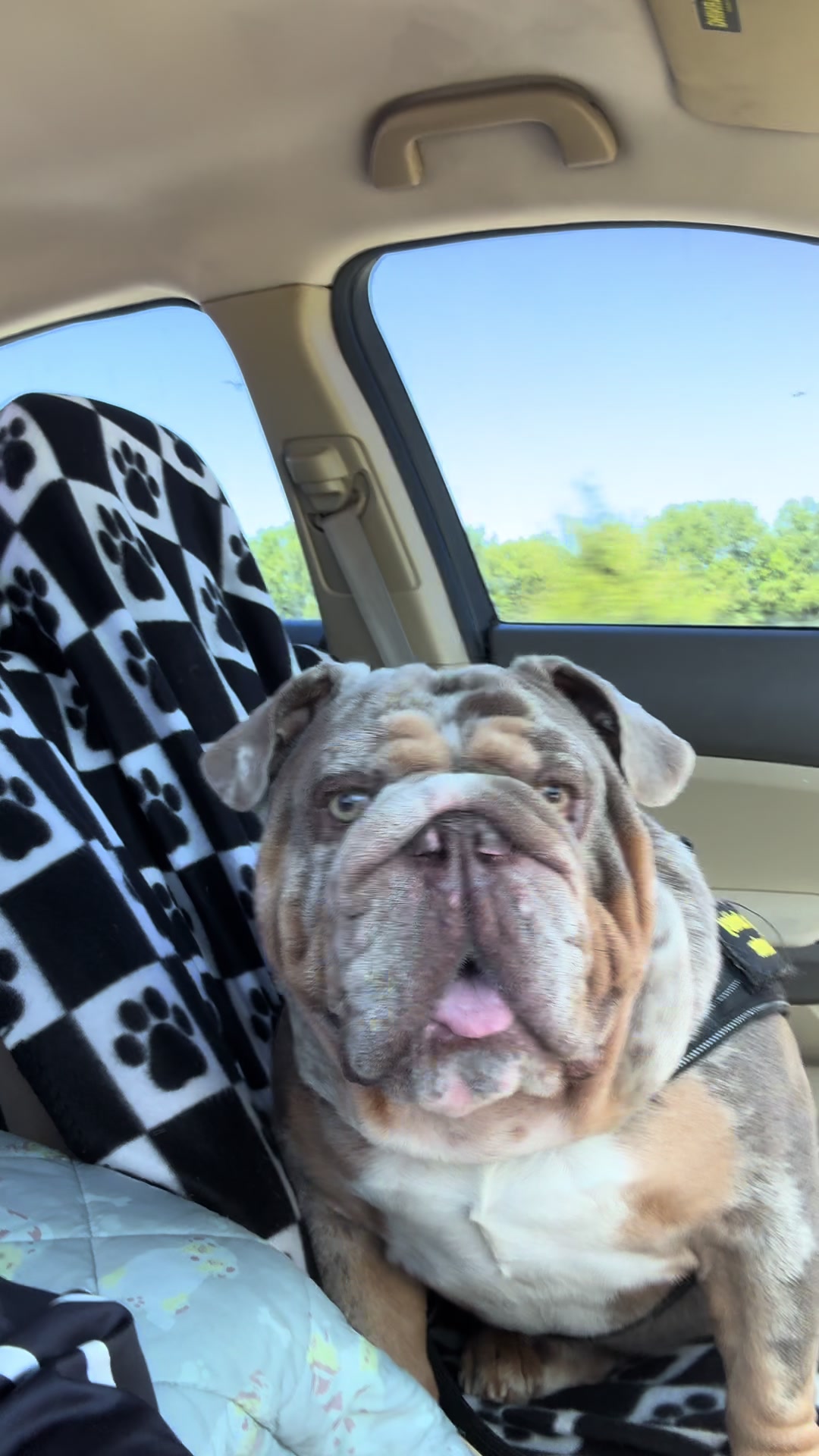 @barkleythabulldog