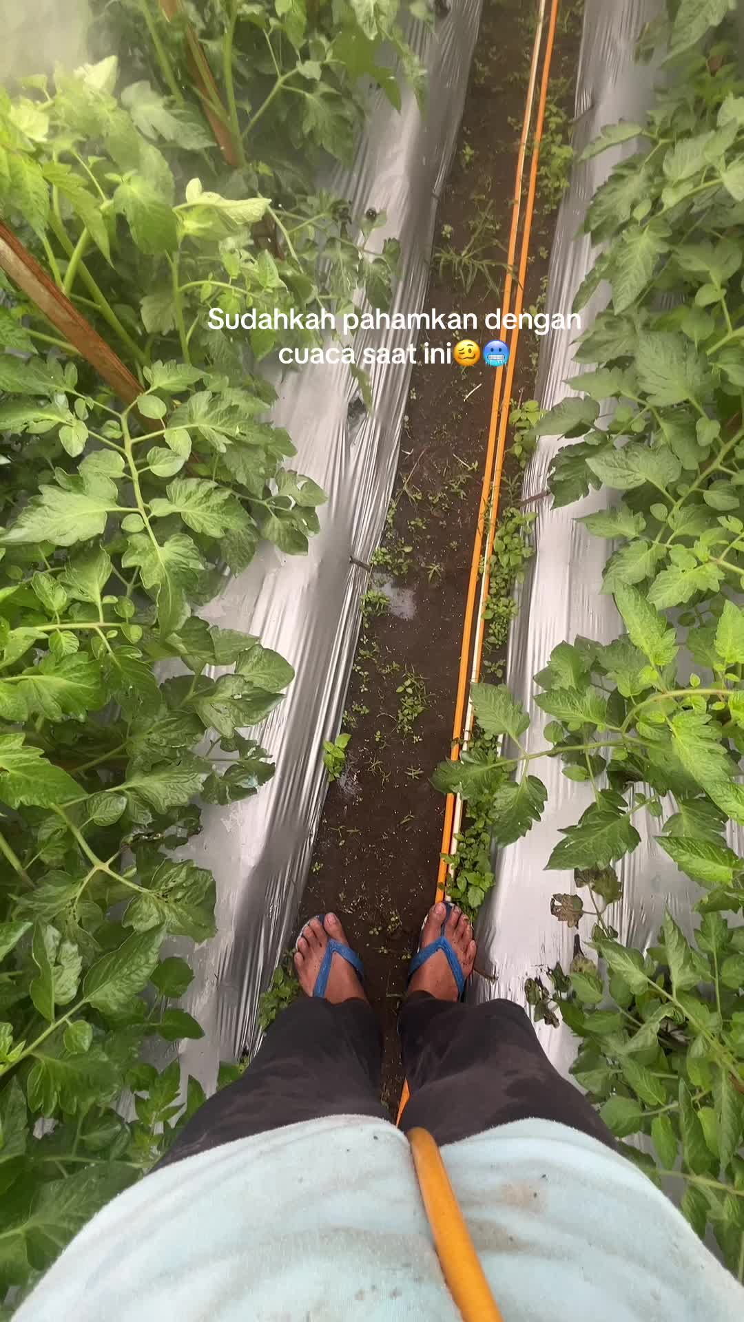 @Anakpetani🍊