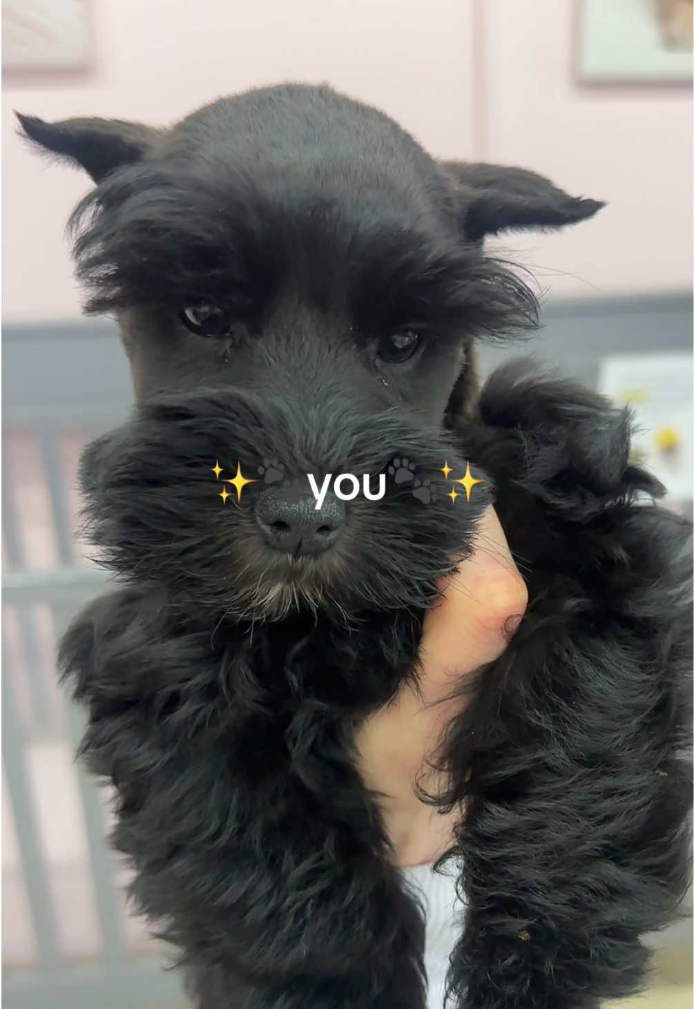 @Furry Babies