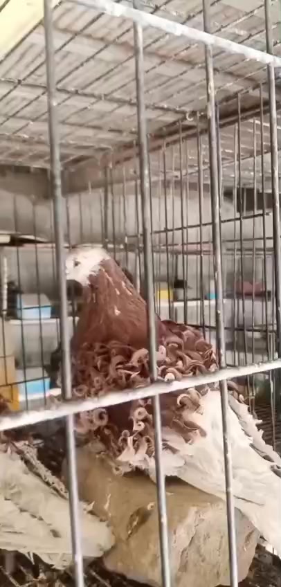@royal birds