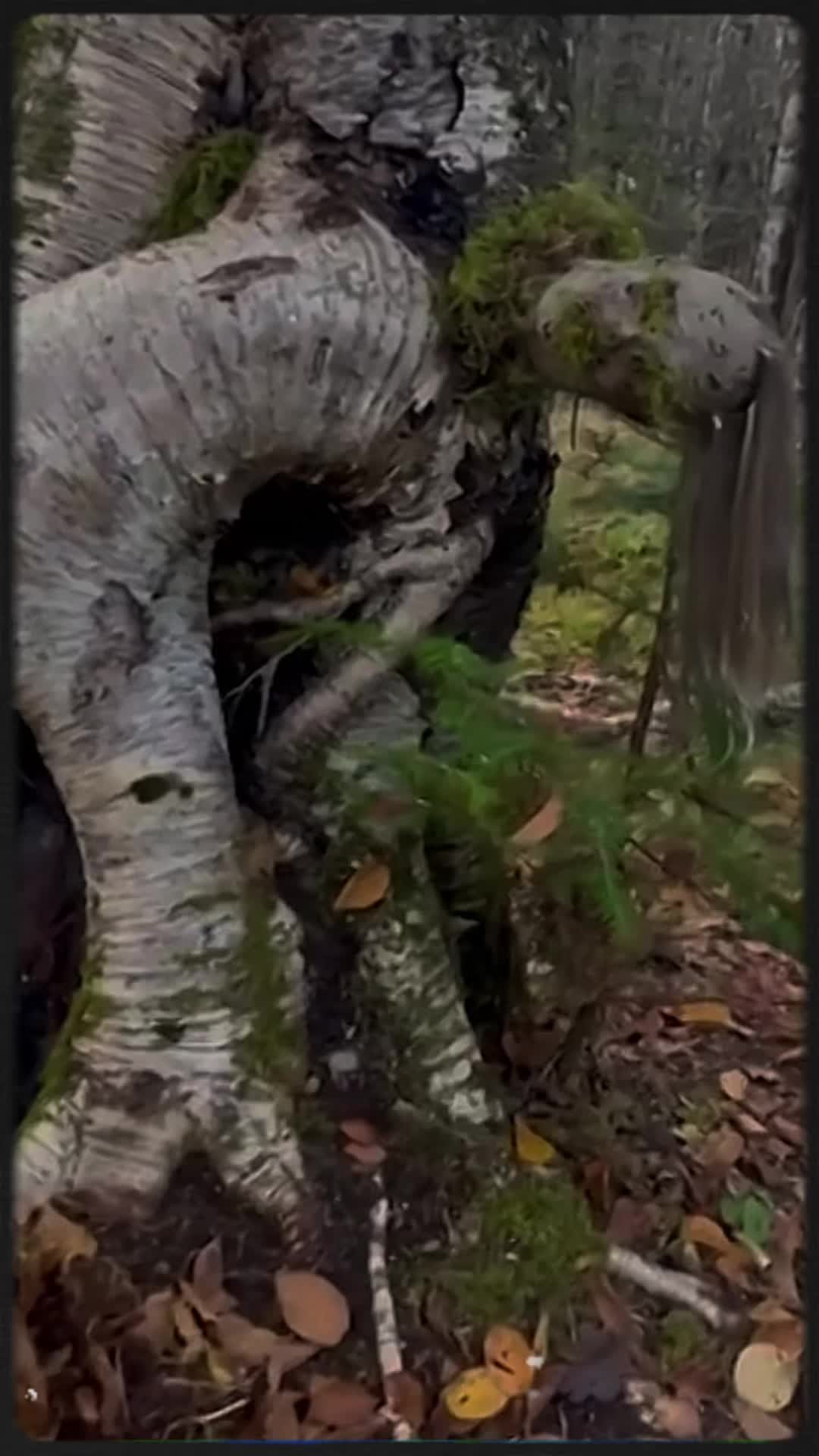 @CreepyStates