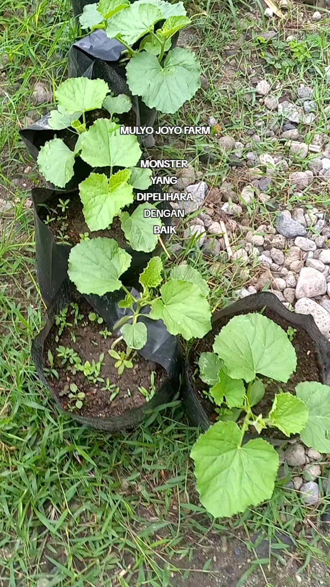 @MULYO JOYO FARM