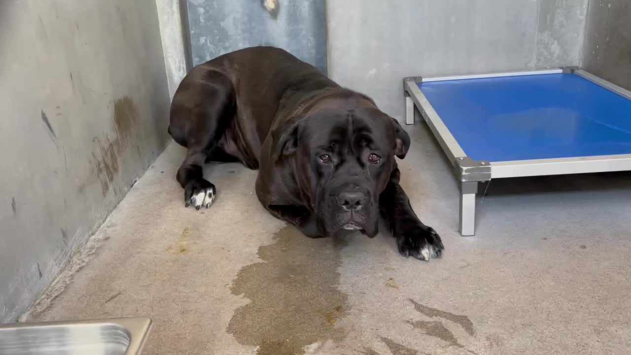 @Cane Corsos