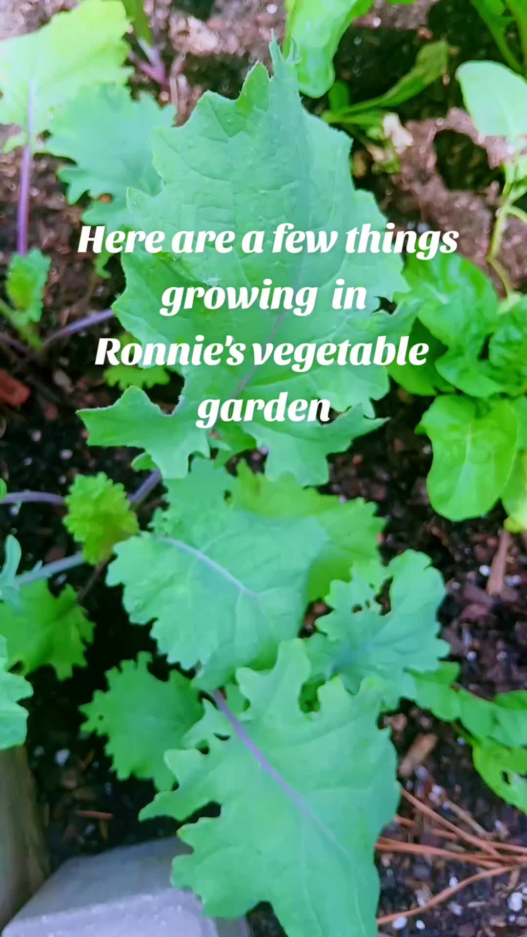@Ronnie's garden🍅🫑🥬🥒🌻🌺