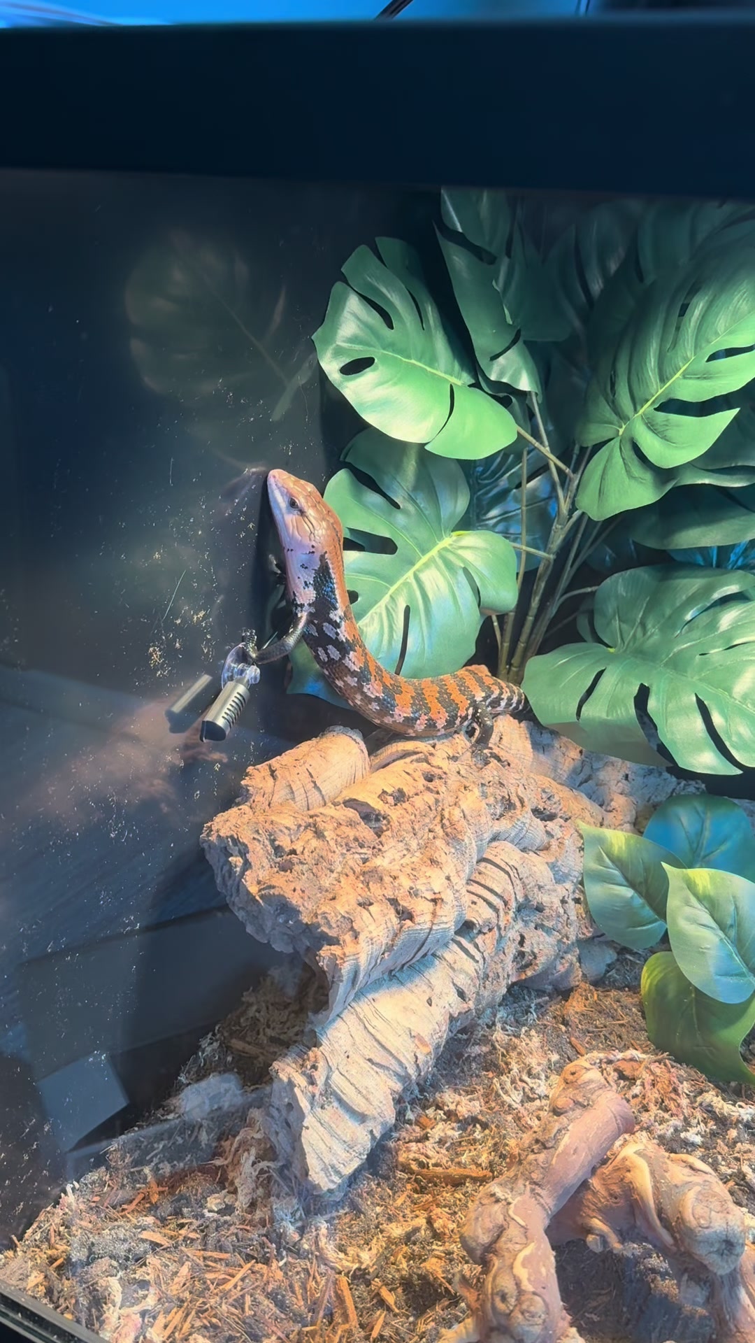 @layla🦎🍃