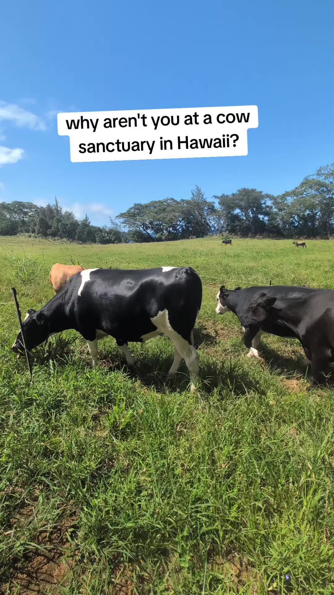 @Krishna Cow Sanctuary