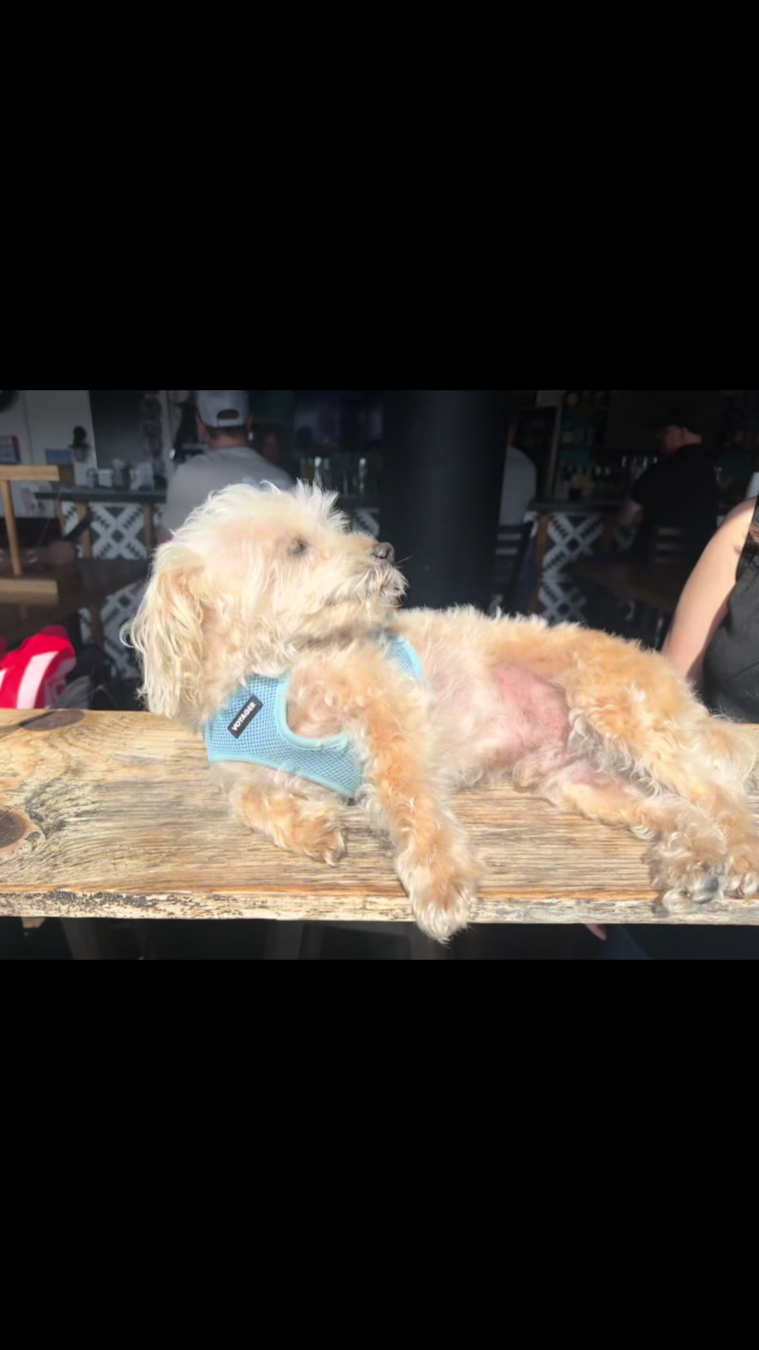@He Was A PoodleBoi