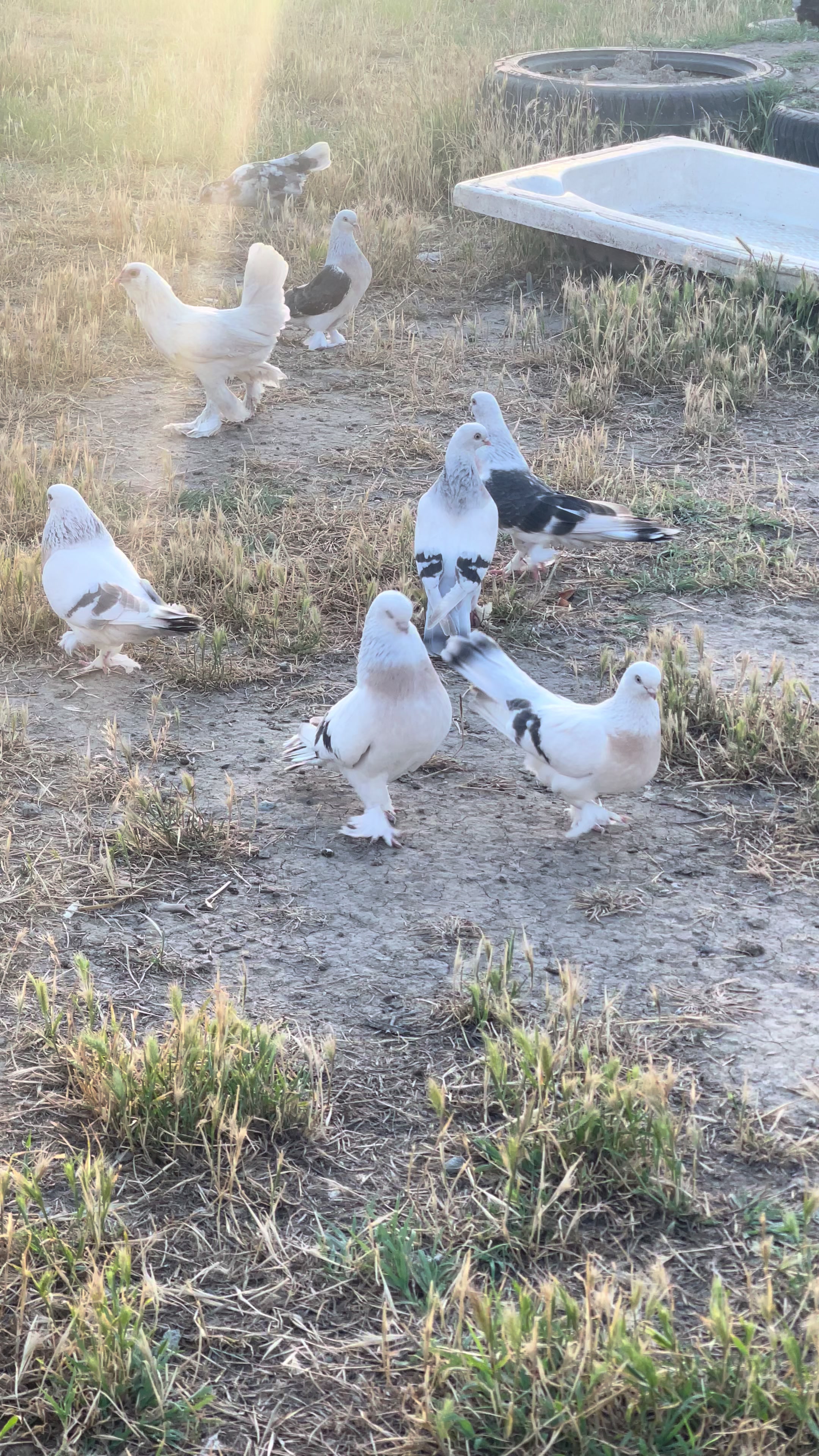 @FURNİA_AĞLUÇ76