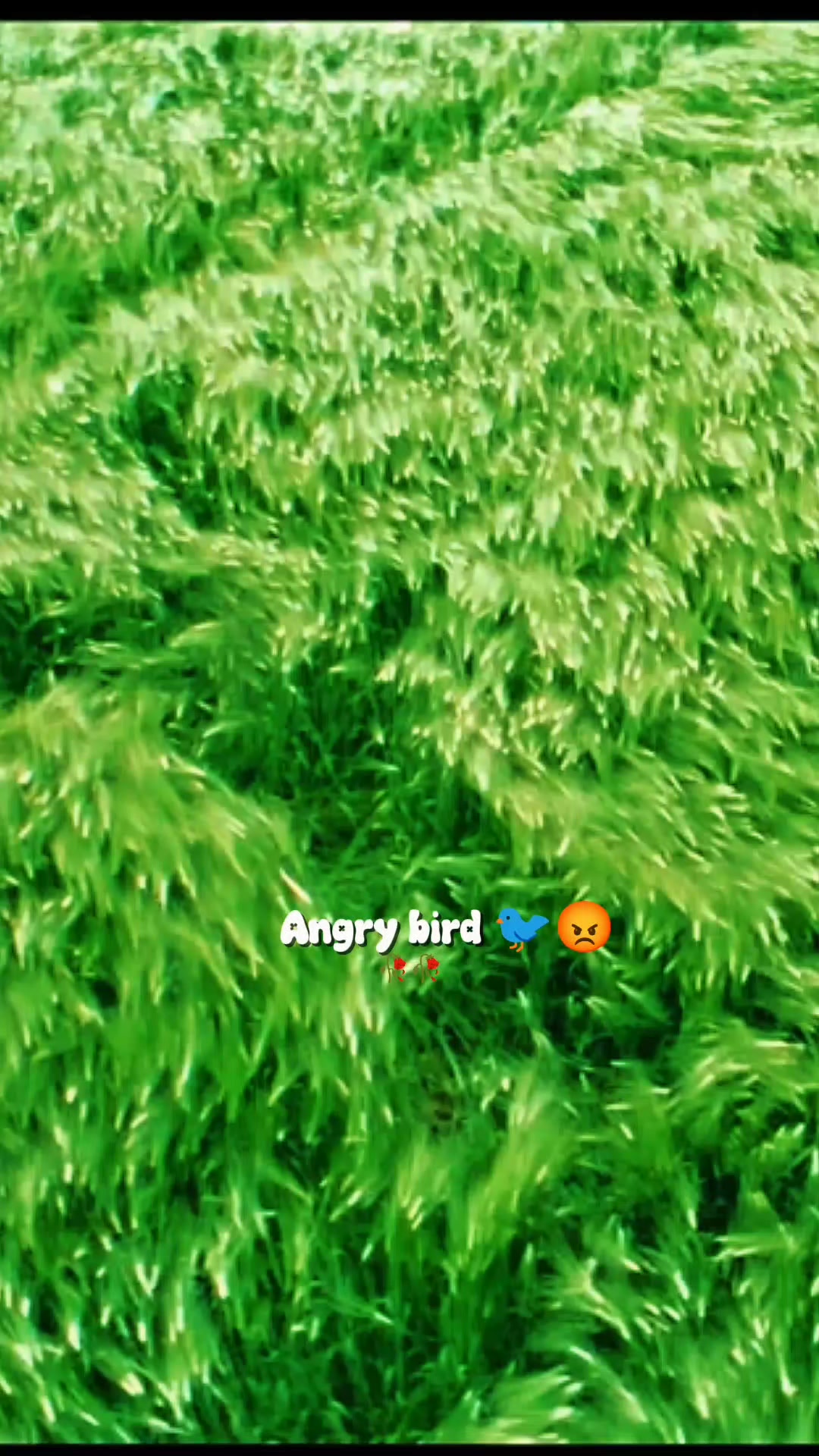 @💫𝖆𝖓𝖌𝖗𝖞 𝖇𝖎𝖗𝖉𝖘💫💥