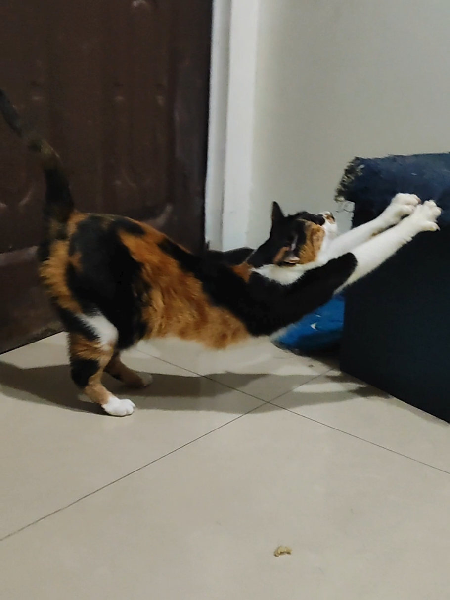 @三貓老爹