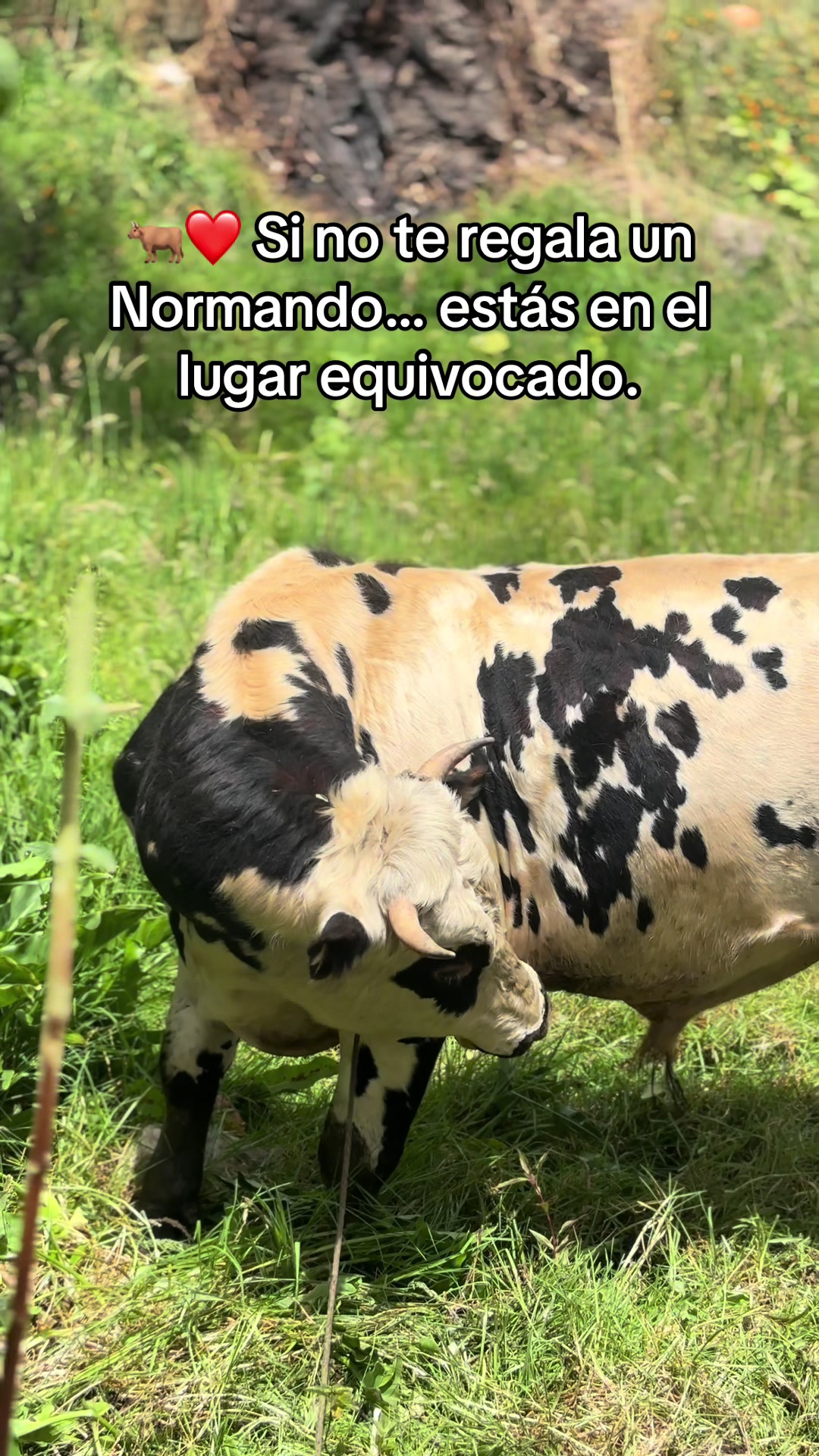 @MiGanado-Boyacá