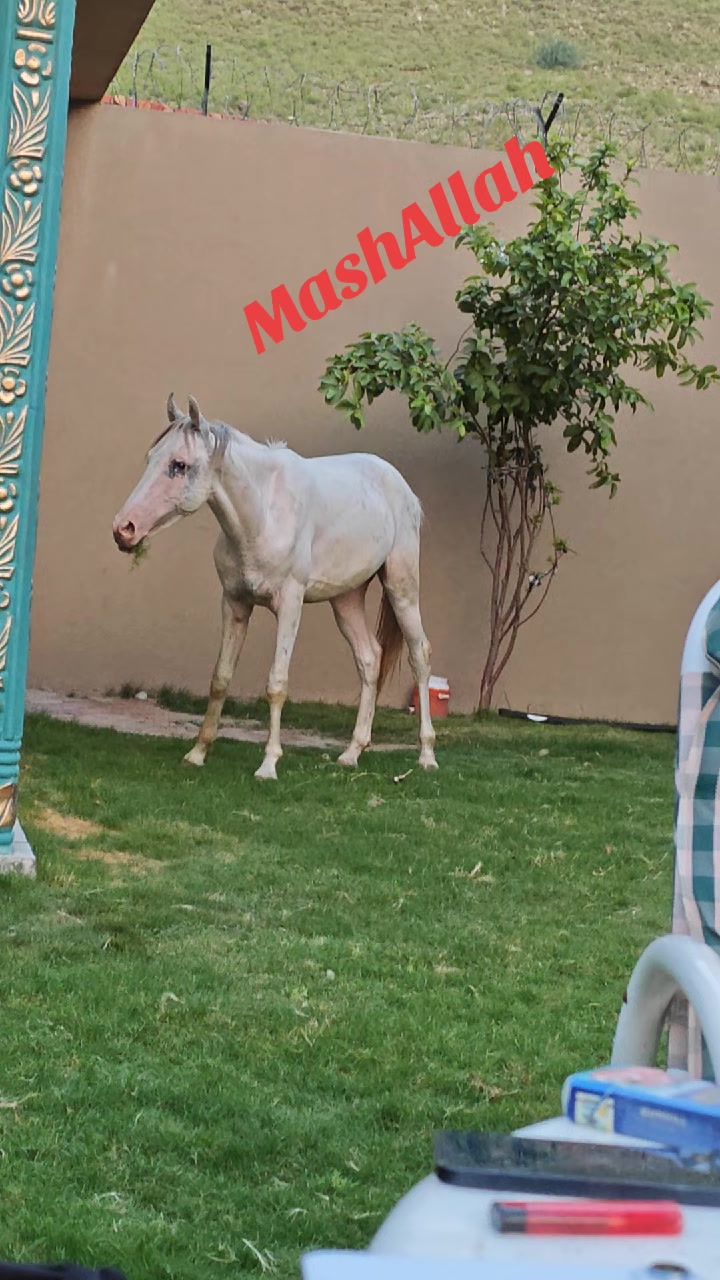 @Malik Ahmed Watli