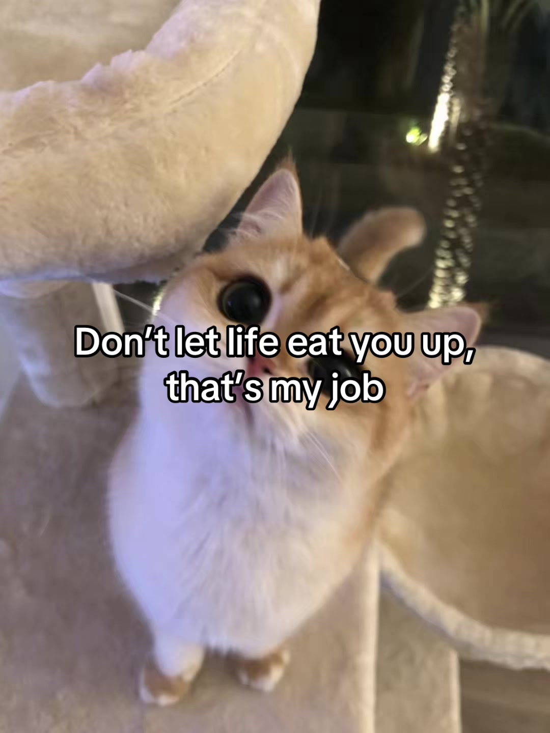 @LavanderCat