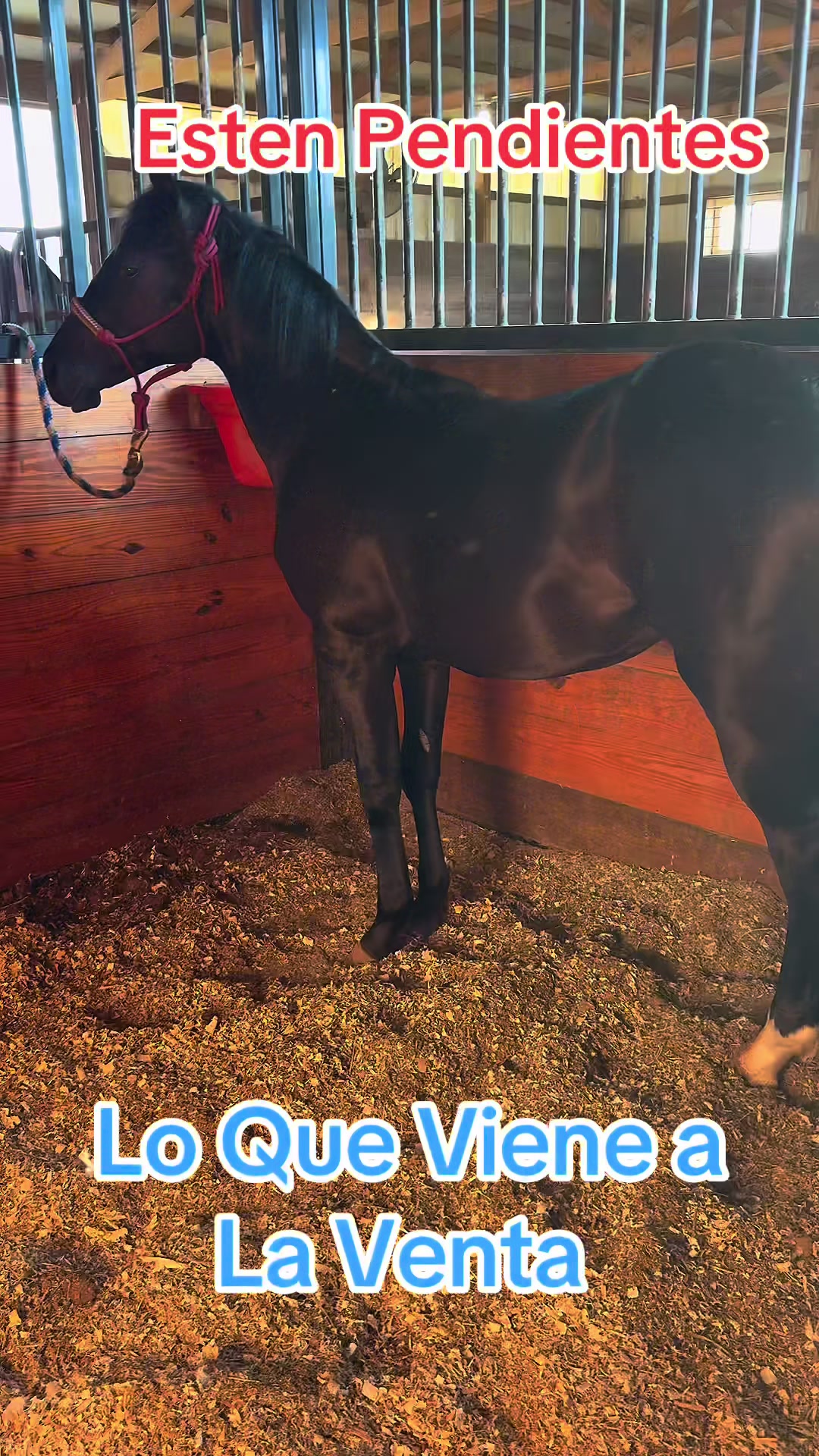 @R.L.P Quarter Horses