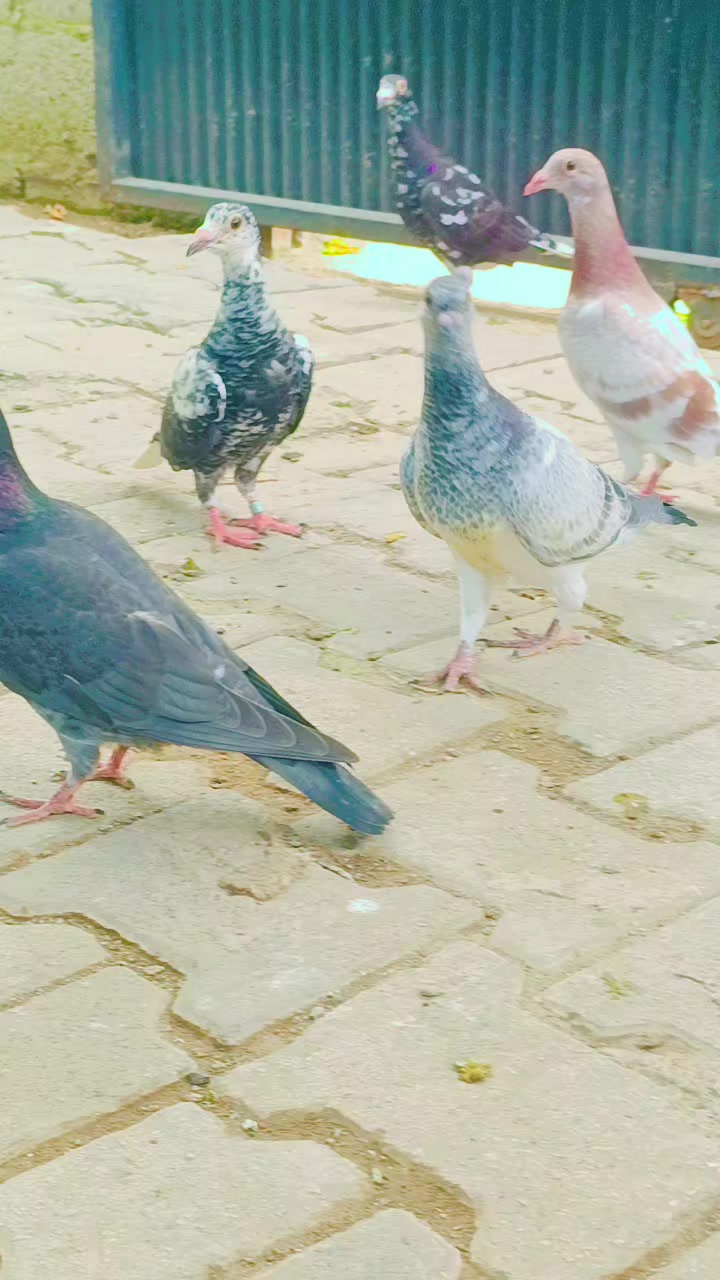 @Okan Kç