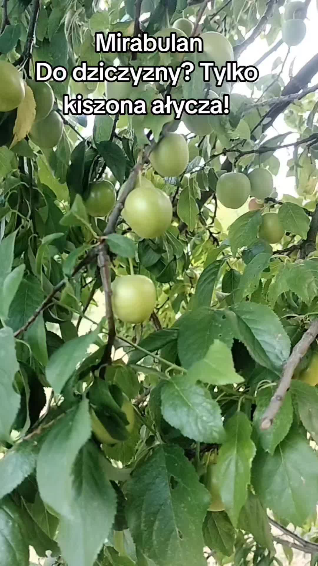 @Zielsko Szeptuchy