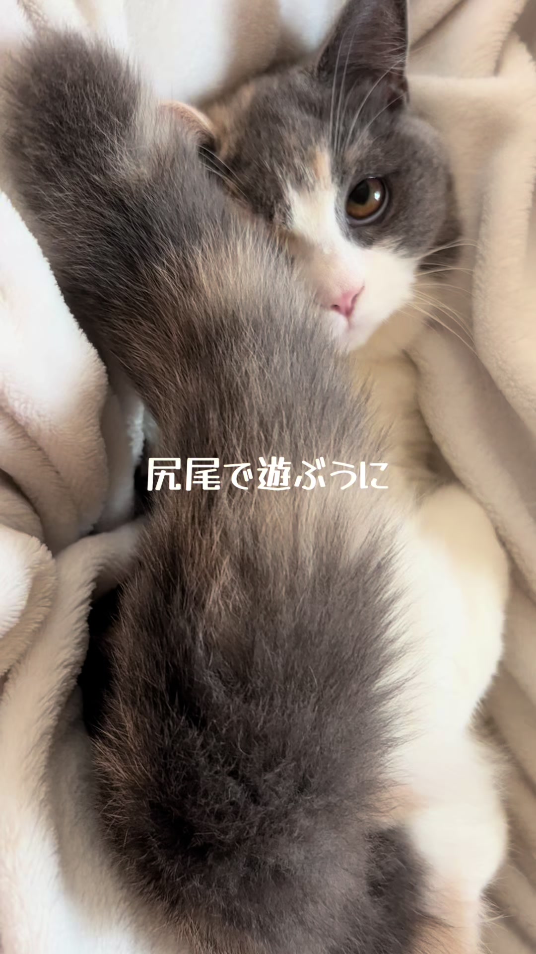 @うにぽて