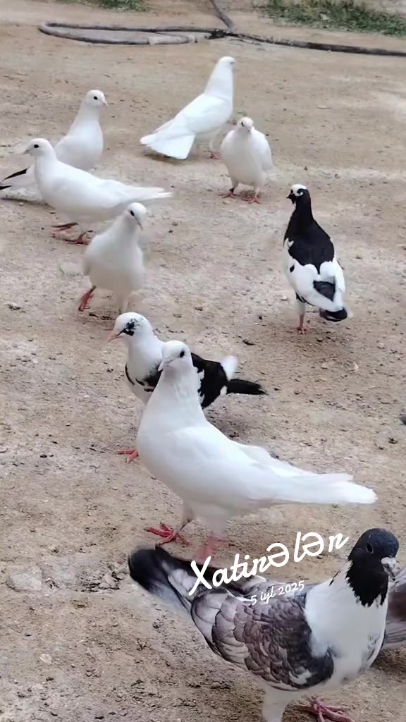 @MirAraz 984