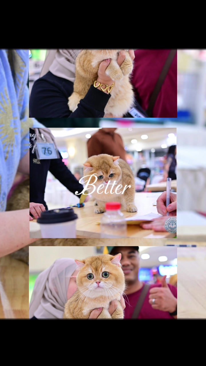 @YUN FLUFFY CATS