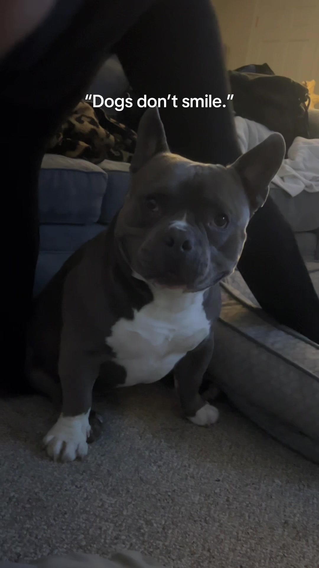 @Gunner | Pocket Bully