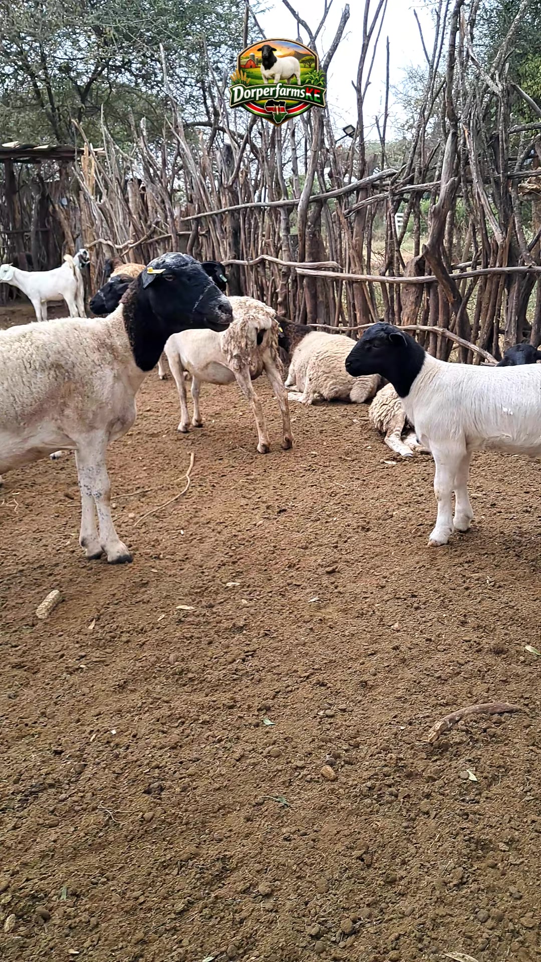 @DorperfarmsKE