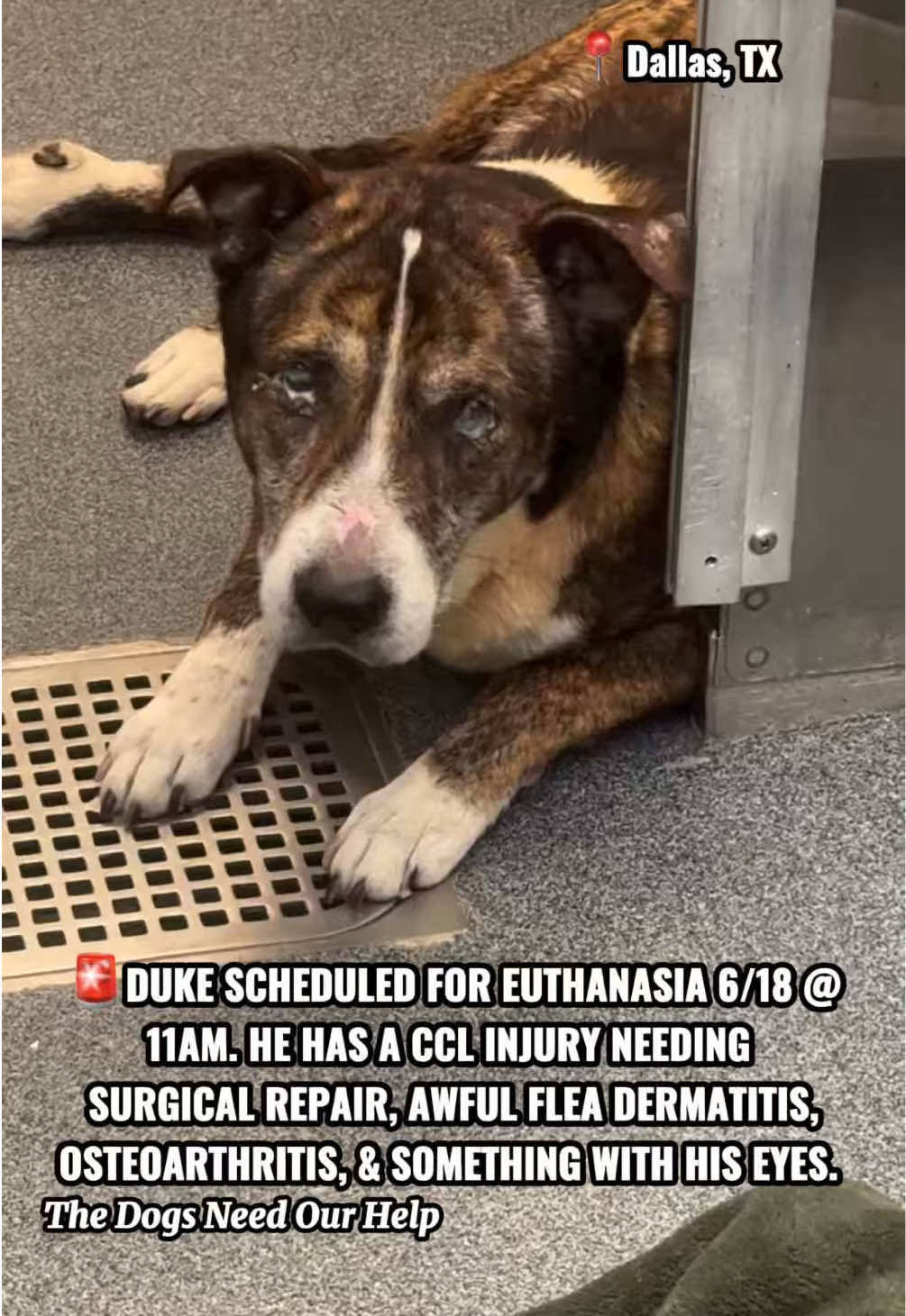 @The Dogs Need Our Help