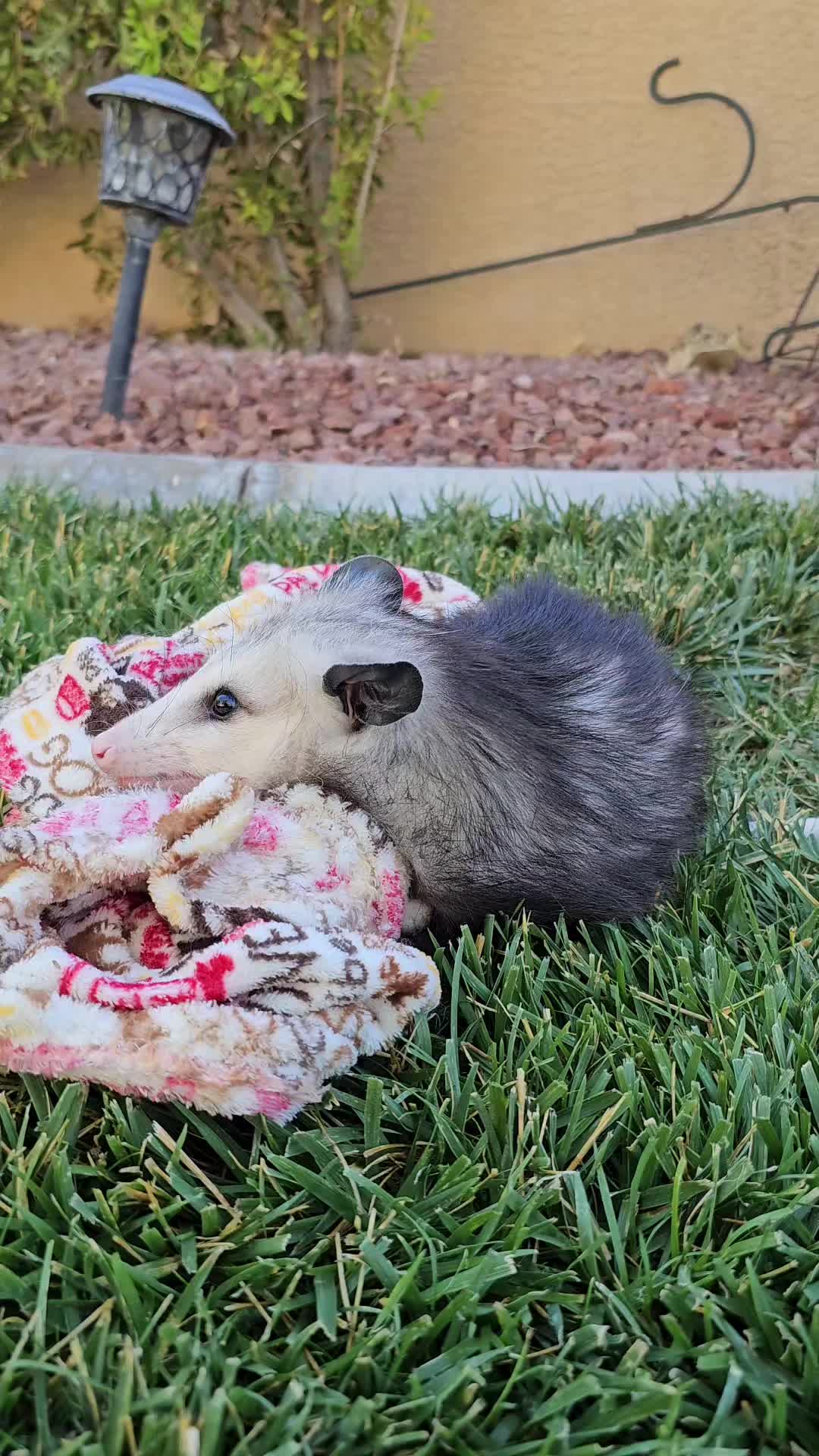 @OPOSSUMDAWGMOM