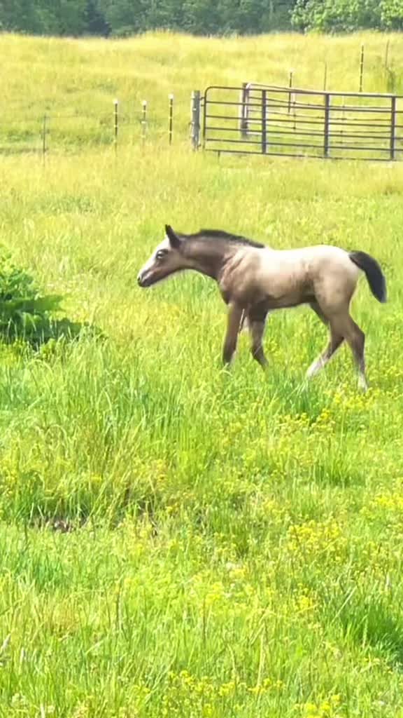 @Free Spirit Equestrian