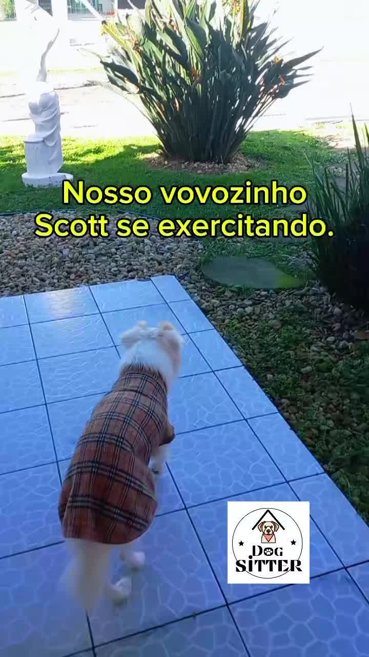@Dogsitter