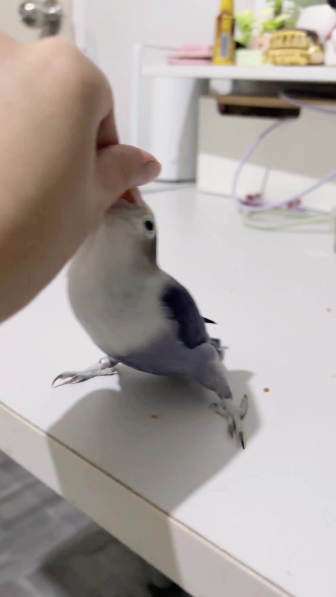 @Birdo and BB