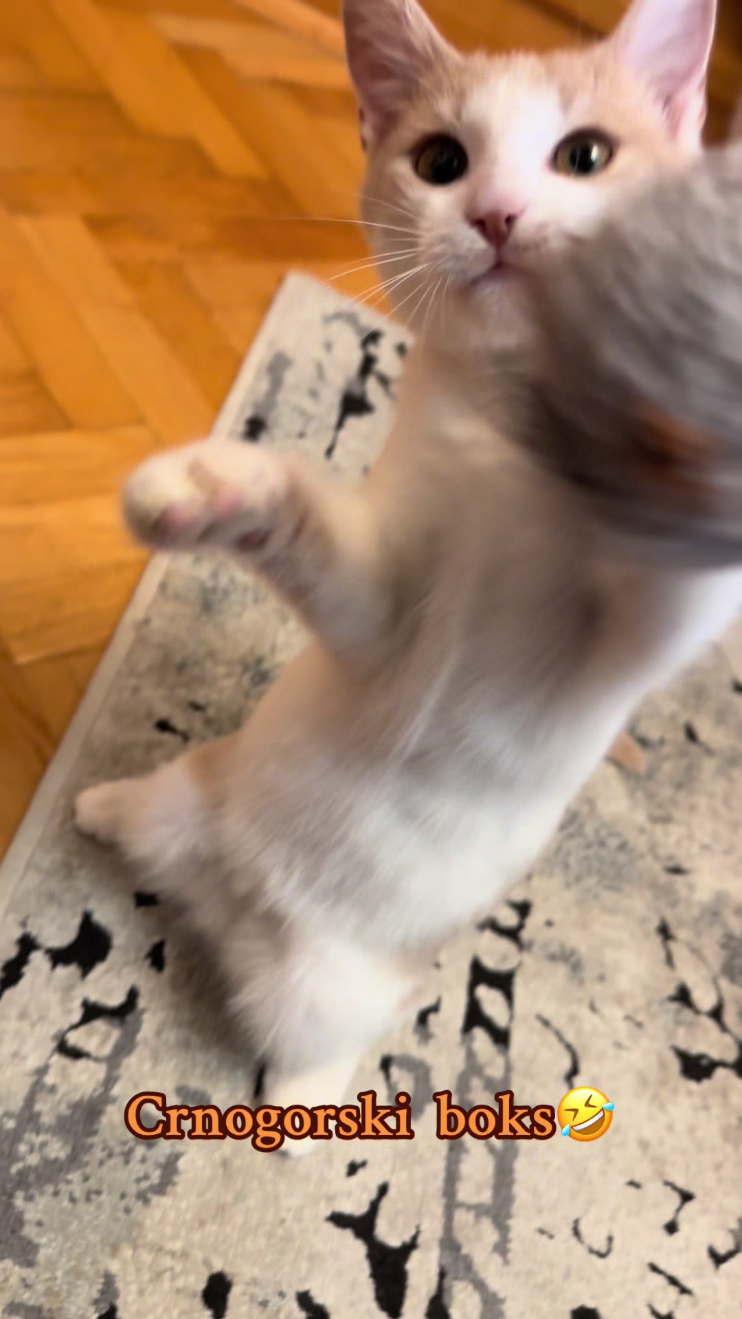 @Cezar, Loki i kompanija😹