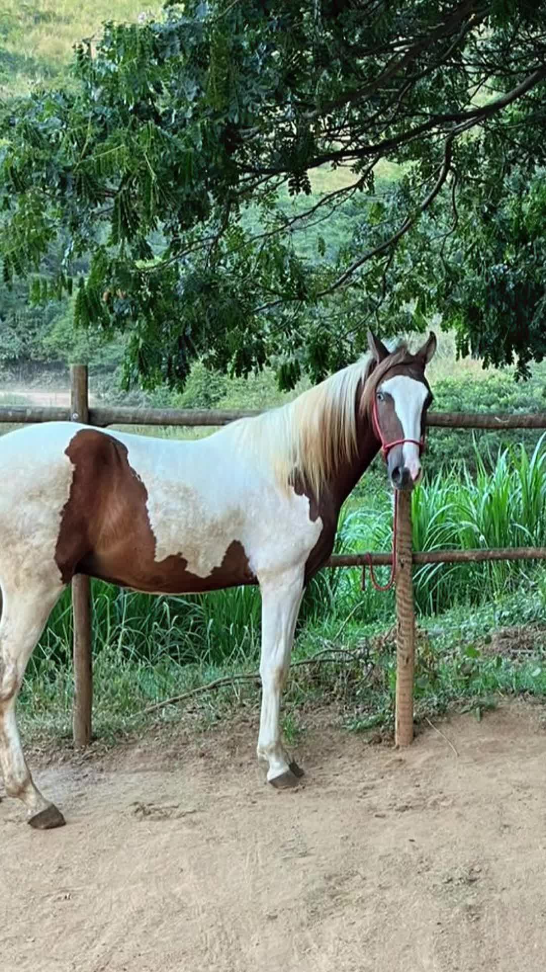 @Rancho beira mata🇧🇷🇺🇸