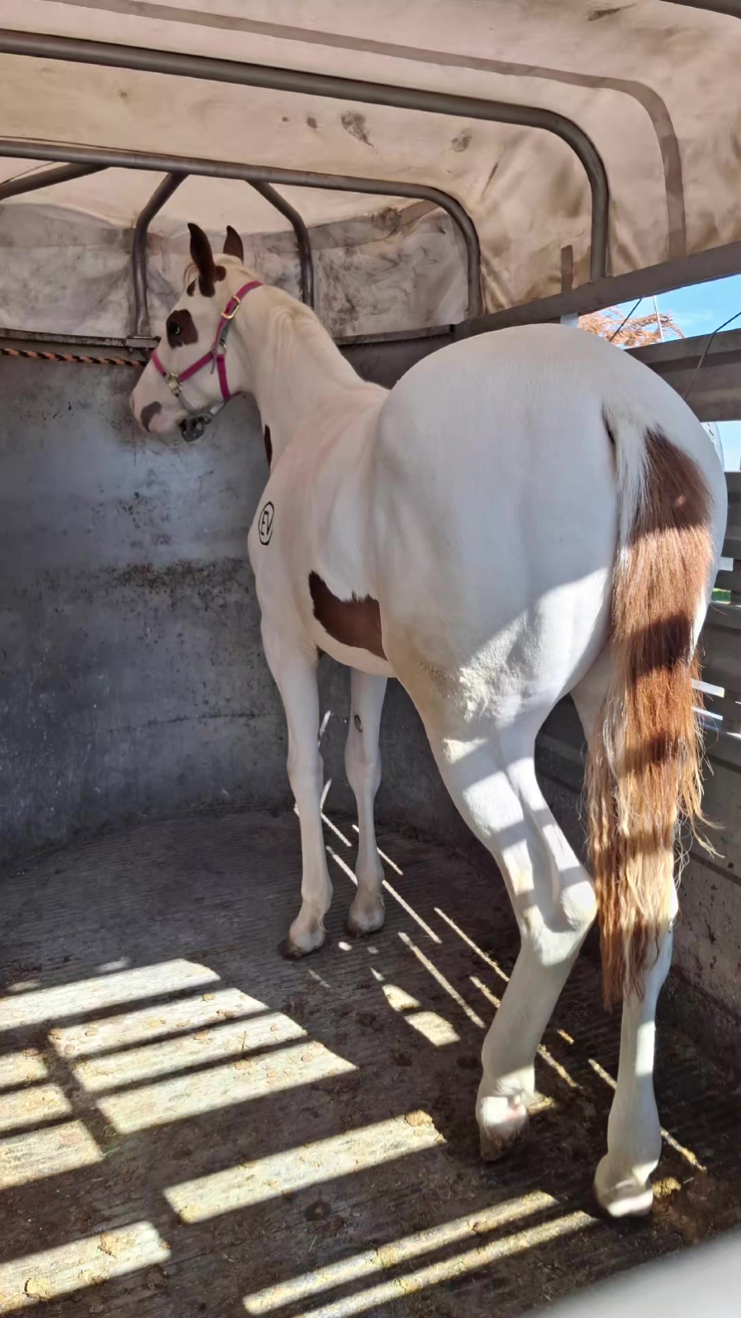 @EvHorses Zacatecas