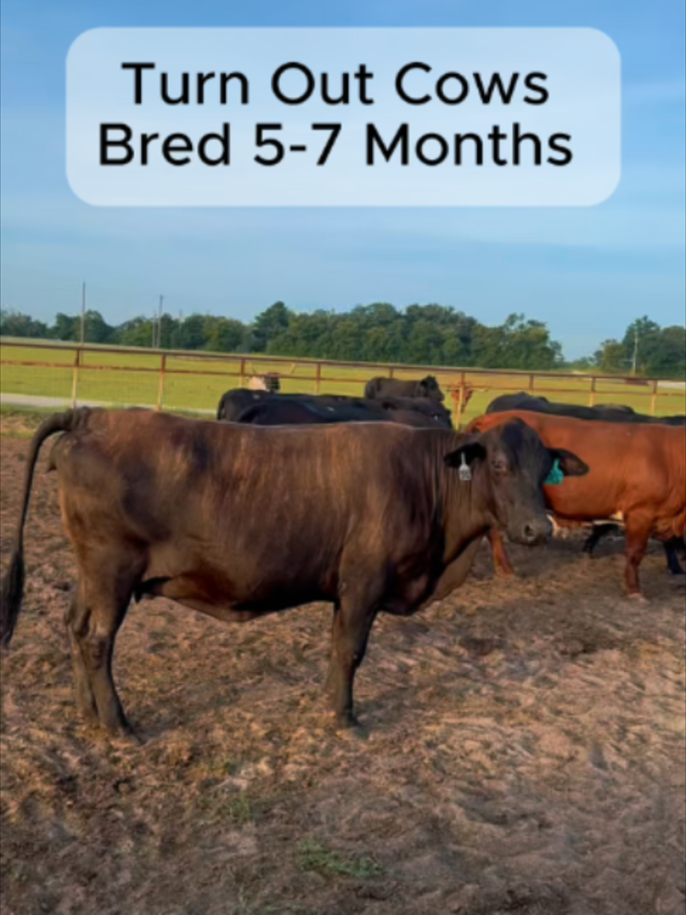 @Rutherford Land and Cattle
