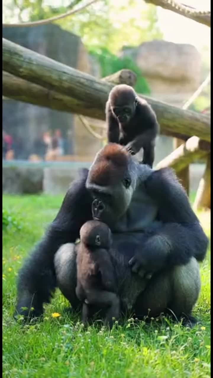 @Fox Lover