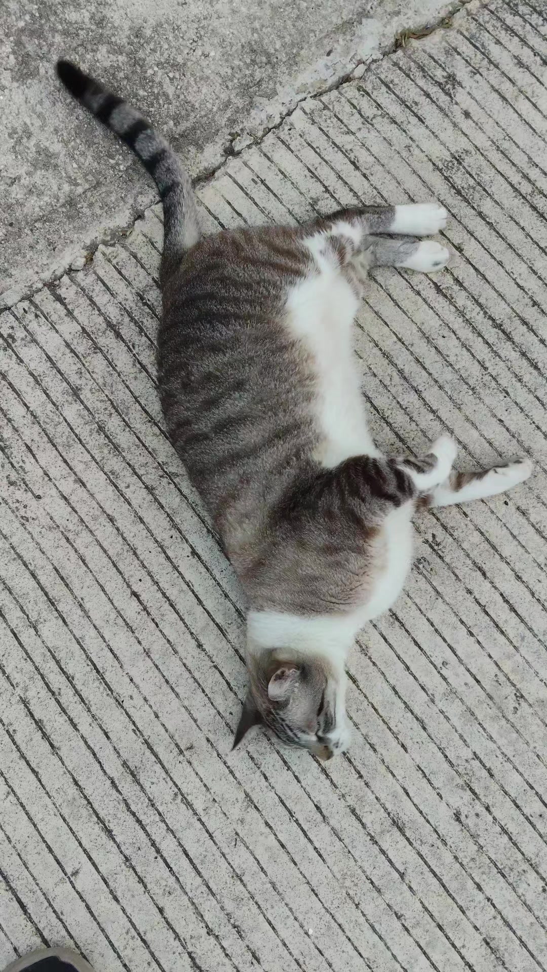 @samy 🐈