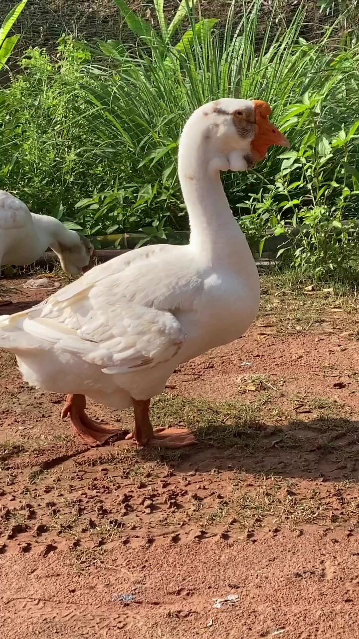 @SMART ORNAMENTAL FARM