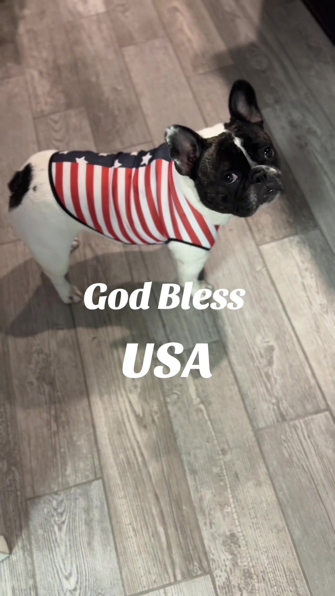 @Luna the Frenchie & Friends