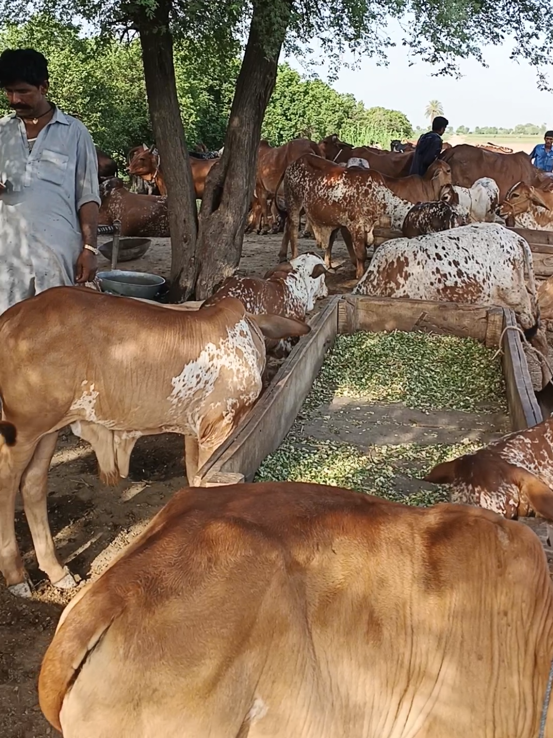 @Waqas Rohi wala