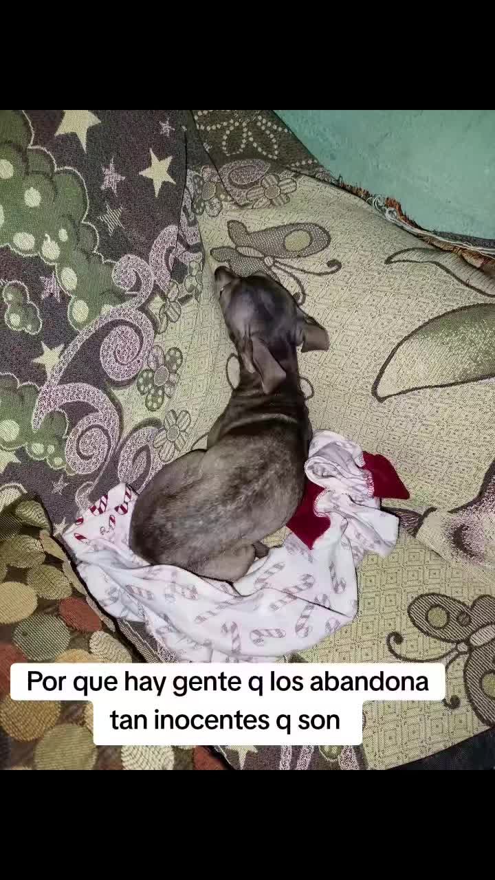 @ayudando perritos