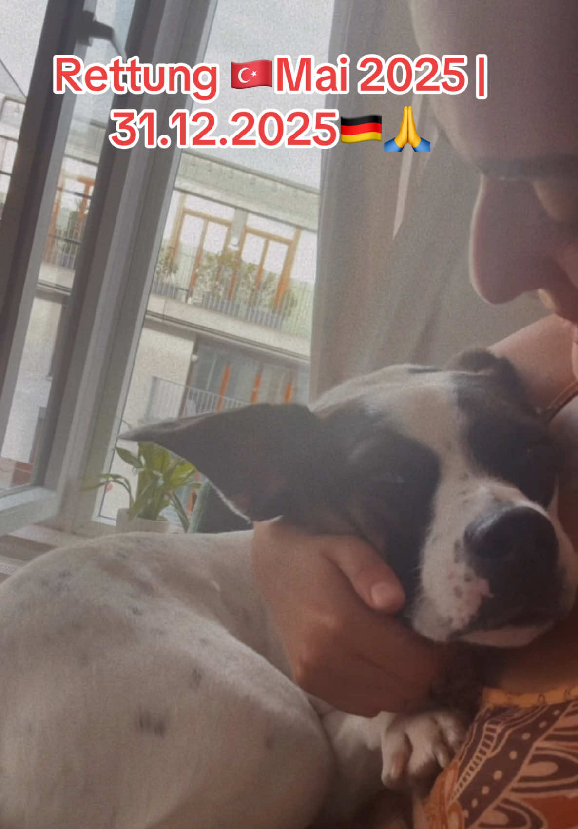 @Dogoargentino_mami