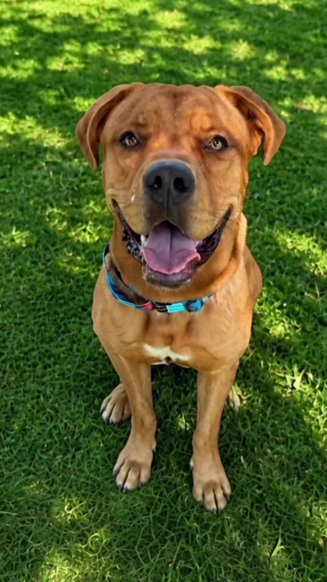 @Cane Corsos