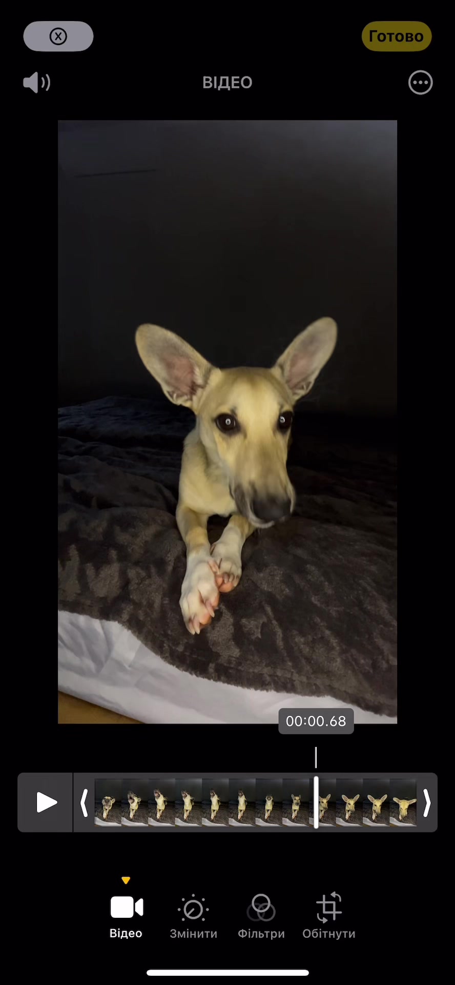 @Чіпік 🐶