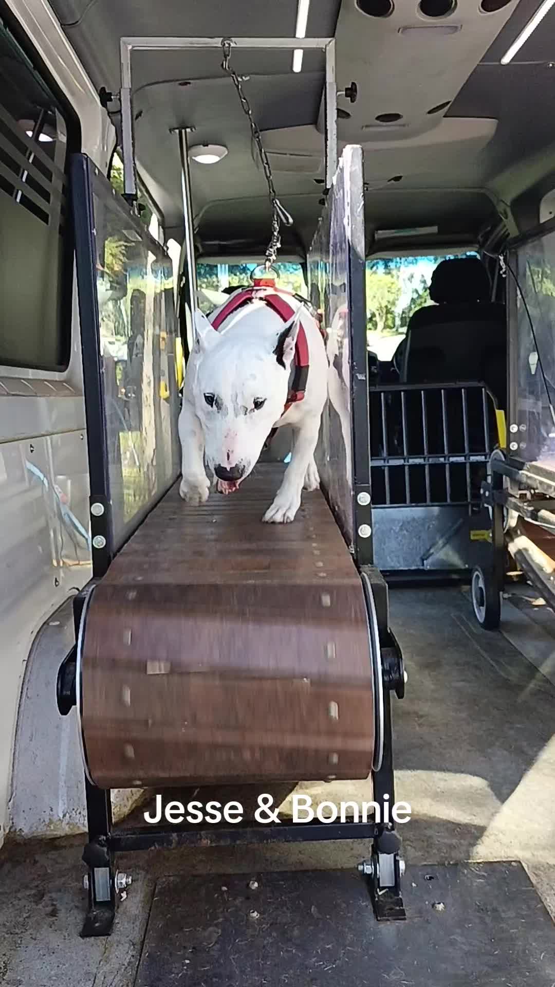 @Canine Conditioning
