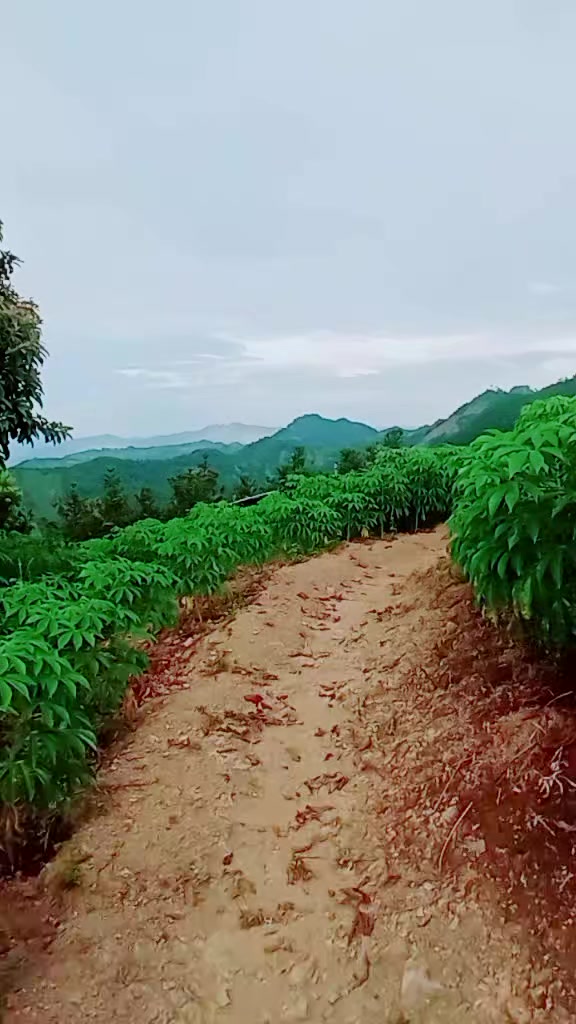@xav yaj ntshis mus ưa av