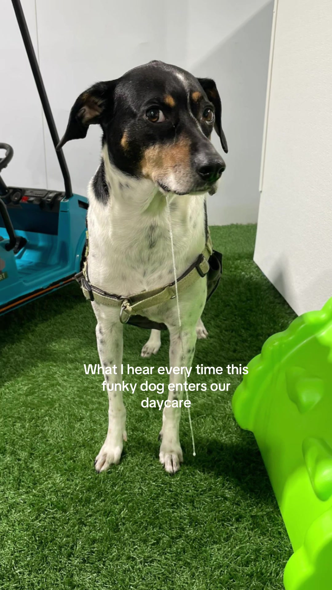 @Camp Canine Toronto