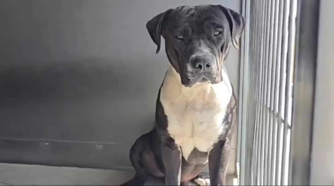 @Saving Mastiffs
