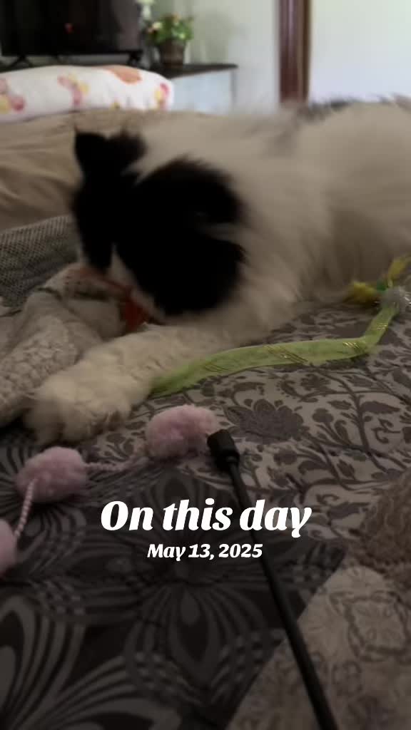 @Melissa’s9Lilfluffs