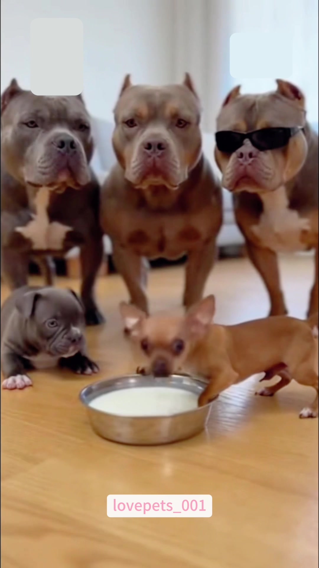 @lovepets_001