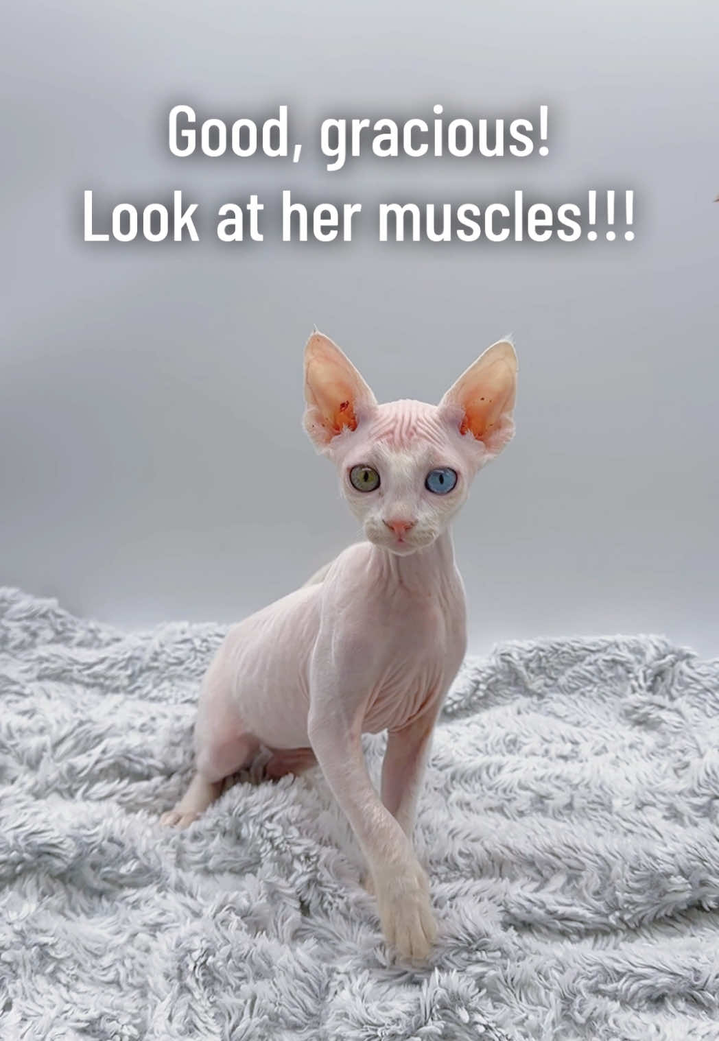 @Boba’s Buds Minskin Cats